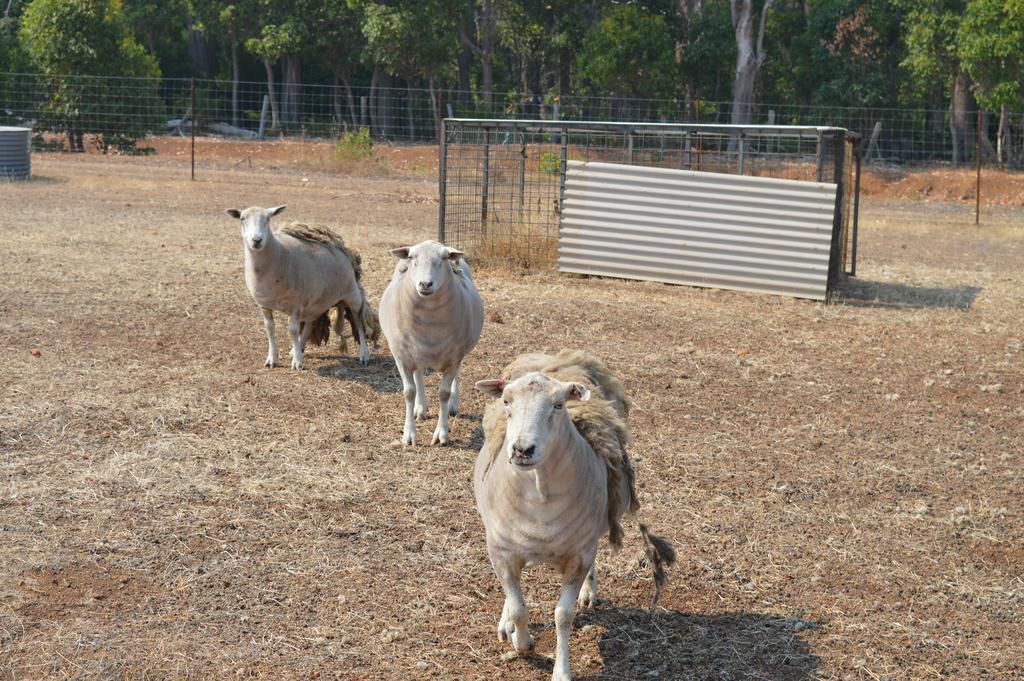 Jarrah Glen Cabins Nannup Esterno foto
